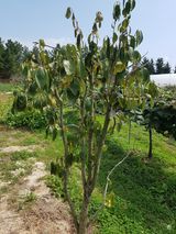 팜모닝 감·병해충상담 게시글 이미지