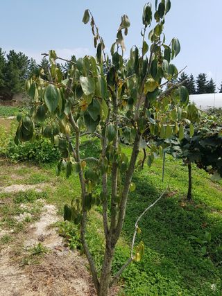 보람농장님의 감 · 병해충상담 작성글 사진