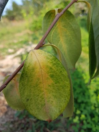 보람농장님의 감 · 병해충상담 작성글 사진