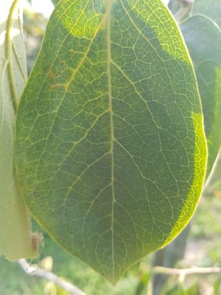 보람농장님의 감 · 병해충상담 작성글 사진