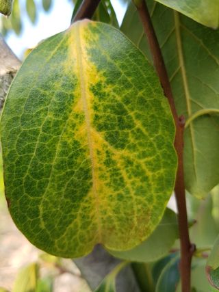 보람농장님의 감 · 병해충상담 작성글 사진