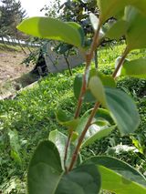 팜모닝 감·병해충상담 게시글 이미지