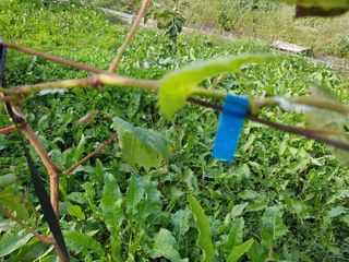 보람농장님의 감 · 병해충상담 작성글 사진