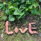 팜모닝 고구마·자유게시판 게시글 이미지