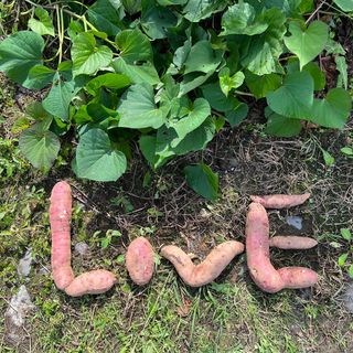 엘림농장님의 고구마 · 자유게시판 작성글 사진