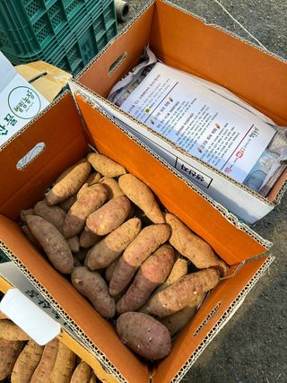 엘림농장님의 고구마 · 자유게시판 작성글 사진