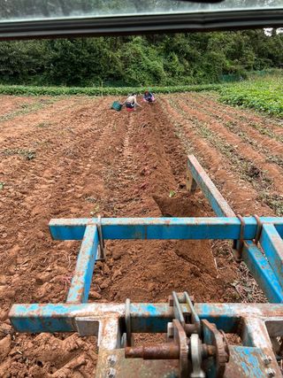 엘림농장님의 고구마 · 자유게시판 작성글 사진