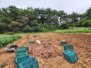 엘림농장님의 고구마 · 자유게시판 작성글 사진