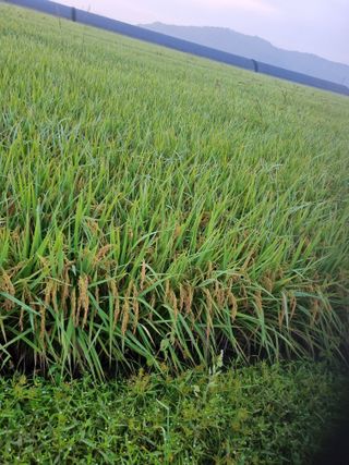 이규현님의 ↑ 윷놀이 하고 추석덕담 하기 · 참여글 작성글 사진