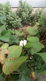 팜모닝 자유주제·자유게시판 게시글 이미지