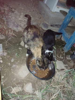 이상애초보농업님의 자유주제 · 자유게시판 작성글 사진