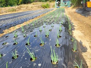 들꽃농장님의 자유주제 · 자유게시판 작성글 사진