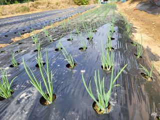 들꽃농장님의 자유주제 · 자유게시판 작성글 사진