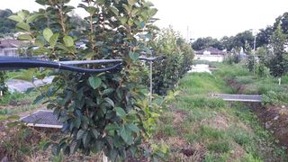 장희님의 감 · 병해충상담 작성글 사진