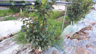 장희님의 감 · 병해충상담 작성글 사진