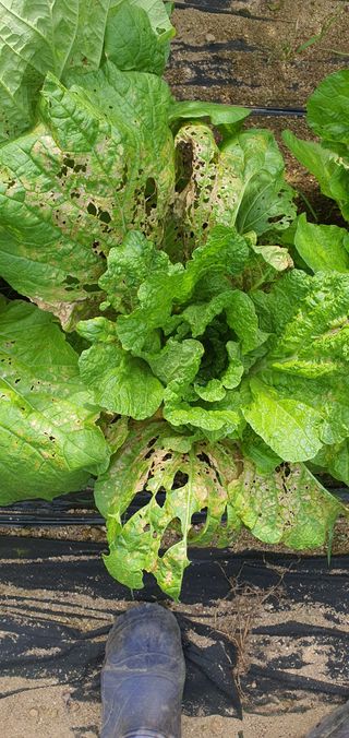 호박11158님의 배추 · 병해충상담 작성글 사진