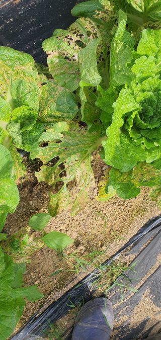 호박11158님의 배추 · 병해충상담 작성글 사진