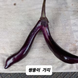 자두12627님의 ↑ 윷놀이 하고 추석덕담 하기 · 참여글 작성글 사진