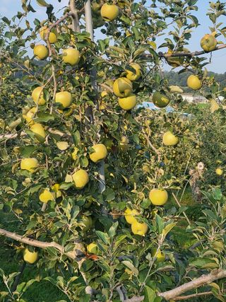 최승국님의 ↑ 윷놀이 하고 추석덕담 하기 · 참여글 작성글 사진