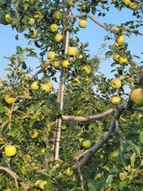 팜모닝 ↑ 윷놀이 하고 추석덕담 하기·참여글 게시글 이미지