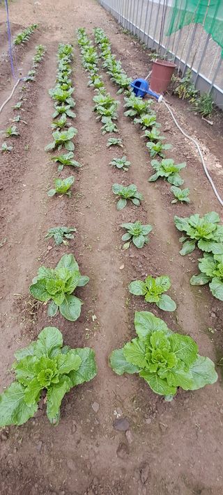 자연애 대풍농장님의 배추 · 영농일지 작성글 사진