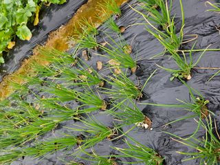 임병국(남리ㅡ림)님의 팜모닝 병해충 연구회 · 병해충상담 작성글 사진