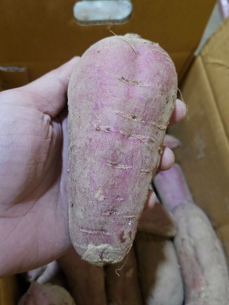 장터 상품 [호박, 꿀고구마 판매합니다.] 썸네일