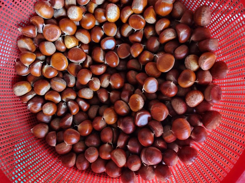 장터 상품 [생밤] 썸네일