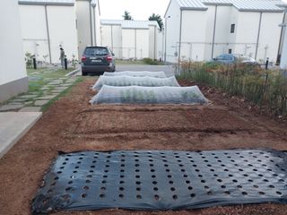 하늘샘(하경수)님의 배추 · 비료•농약 작성글 사진