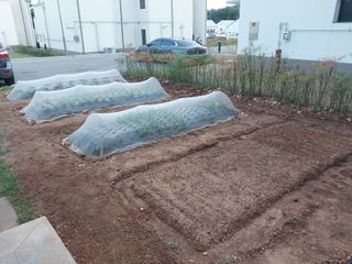 하늘샘(하경수)님의 배추 · 비료•농약 작성글 사진