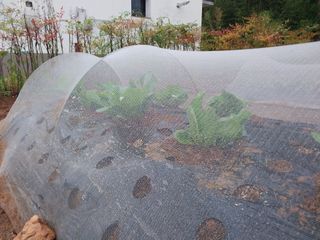 하늘샘(하경수)님의 배추 · 비료•농약 작성글 사진