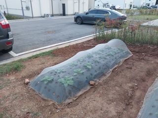 하늘샘(하경수)님의 배추 · 비료•농약 작성글 사진