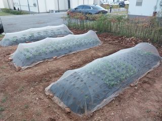 하늘샘(하경수)님의 배추 · 비료•농약 작성글 사진