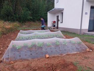 하늘샘(하경수)님의 배추 · 비료•농약 작성글 사진