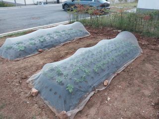 하늘샘(하경수)님의 배추 · 비료•농약 작성글 사진