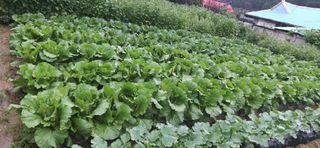 김영문님의 자유주제 · 자유게시판 작성글 사진