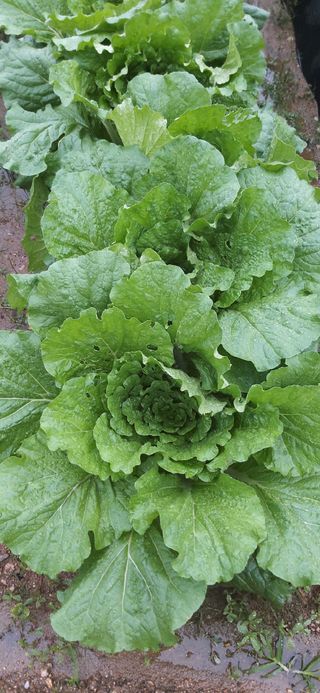 김영문님의 자유주제 · 자유게시판 작성글 사진