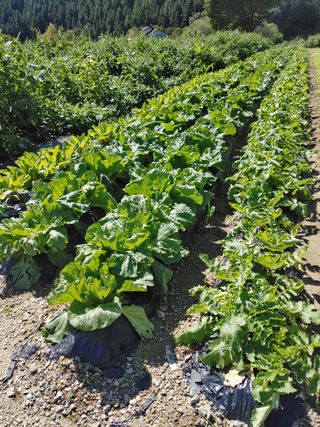 이연화님의 ↑ 윷놀이 하고 추석덕담 하기 · 참여글 작성글 사진