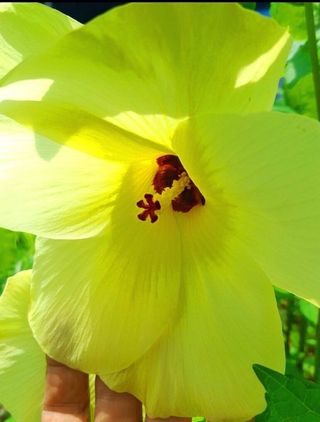 이미옥님의 벼 · 자유게시판 작성글 사진