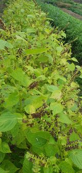 팜모닝 들깨·영농일지 게시글 이미지