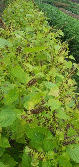 이윤기님의 들깨 · 영농일지 작성글 사진