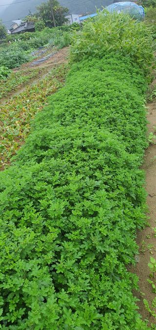 이윤기님의 들깨 · 영농일지 작성글 사진