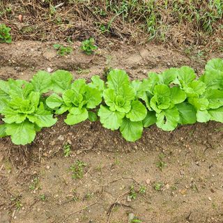 박은정님의 배추 · 영농일지 작성글 사진