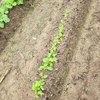 박은정님의 배추 · 영농일지 작성글 사진