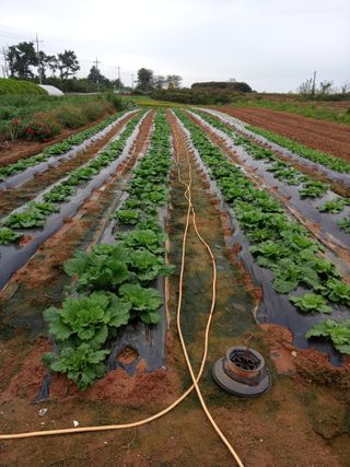 조성국님의 마늘 · 일상 작성글 사진