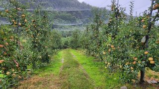 황금농원님의 사과 · 일상 작성글 사진