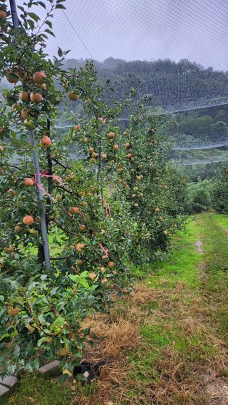 황금농원님의 사과 · 일상 작성글 사진