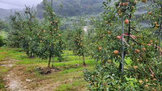 황금농원님의 사과 · 일상 작성글 사진