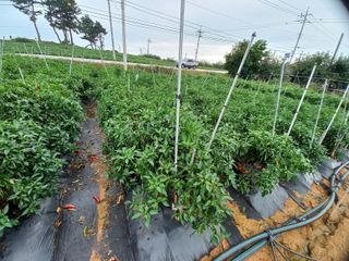 박린님의 고추 · 일상 작성글 사진