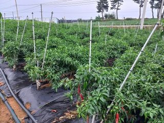 박린님의 고추 · 일상 작성글 사진